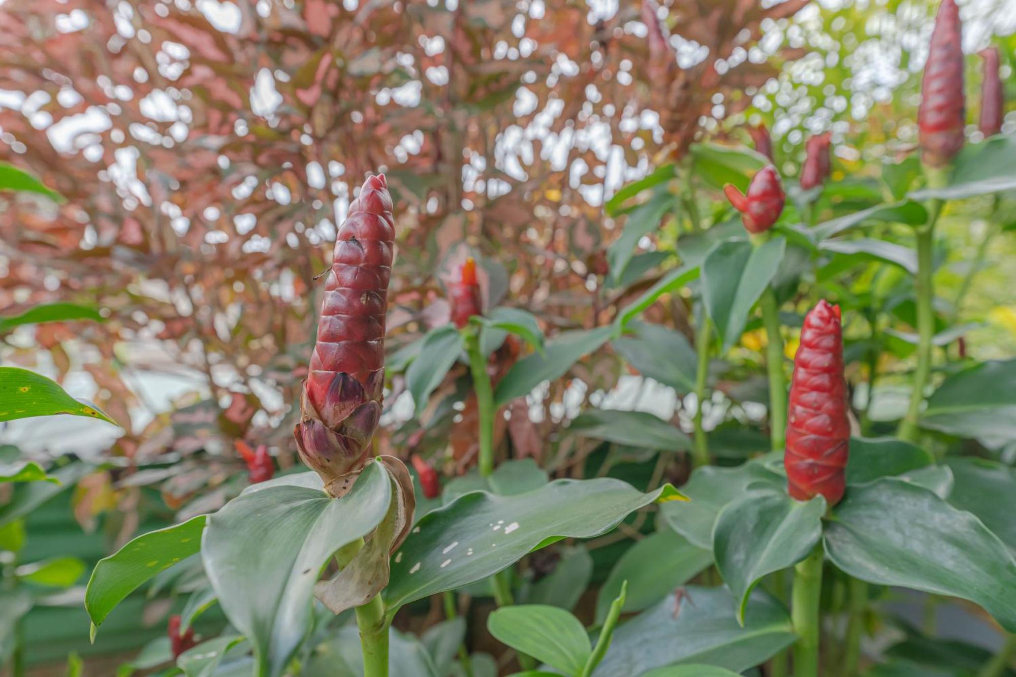 Udupi Homestay Garden Villa Eksteriør billede